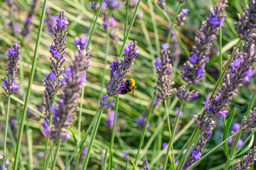 Close-Up Of Bumblebee On Lavender  Bee pollinating lavender
