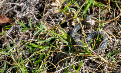 A speckled kingsnake tries to hide in the grass and weeds while flickering its tongue in a creepy eerie manner in Missouri. Bokeh effect.