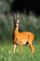 Majestic roe deer, capreolus capreolus, standing on meadow in summer nature. Magnificent roebuck looking to the camera from side. Wild mammal with antlers watching on grassland.