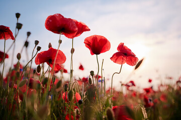 Beautiful summer day. Red poppy field.