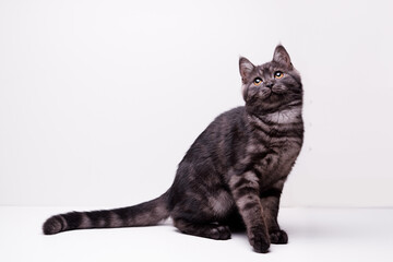 Fototapeta premium Adorable scottish black tabby kitten on white background.