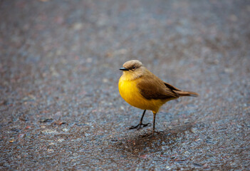 old world flycatcher in street