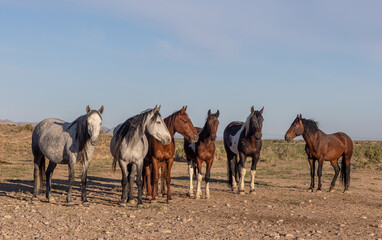 Beautiful Wild Horses in the Utah Desert