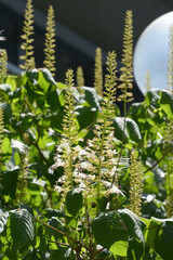 flowering bush of aesculus parviflora or the bottlebrush buckeye in summer sun