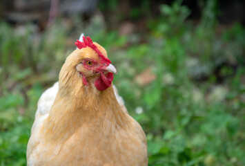 This yellow chicken looks very distinguished against the defocused green background on a farm in Missouri.