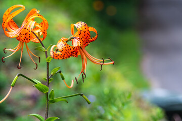orange and red flowers