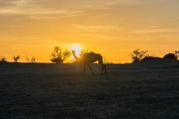 Fototapeta na wymiar Dromedary silhouetted by evening sun, Chad