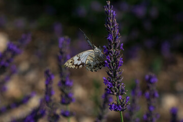 Closeup beautiful butterfly sitting on the lavender flower in a summer garden