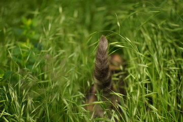 tail of an ash cat in the green grass.