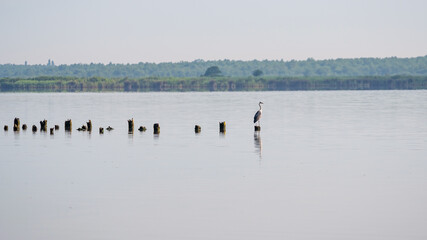 white crane resting on the pillings in the lake Paliastomi, Poti, Georgia