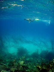 Fototapeta na wymiar free diving underwater snrokel water blue caribbean sea Venezuela