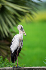 Asian Openbill
