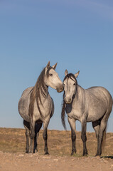 Beautiful Wild Horses in the Utah Desert