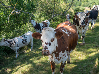 Vache(s) normande(s) de Normandie en France