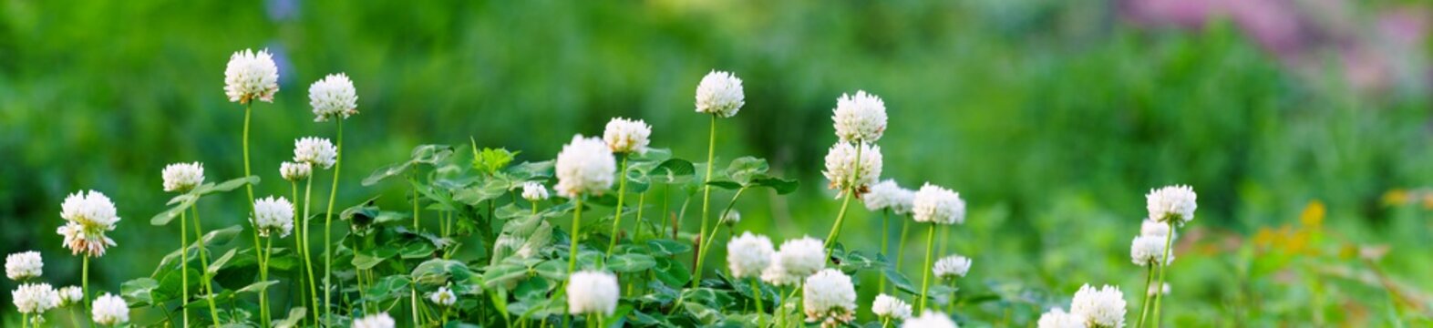 Panoramic view of white clover flowers on green color bokeh background	
