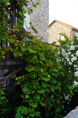 A lush vine that densely covers the facade of the building from the ground to the window. A beautiful bush of white oleander on the right against the background of a house.