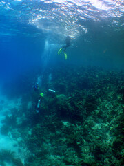 Naklejka na ściany i meble free diving underwater snrokel water blue caribbean sea Venezuela