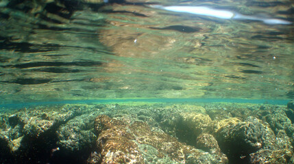                 underwater coral reef sea life caribbean sea Venezuela      