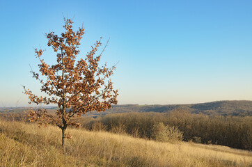 Closeup of a young oak tree with reddish dry foliage and bare branches against a bright blue sky. Autumn landscape on a yellowed slope in the forest-steppe, central Ukraine, Kremenchug district.