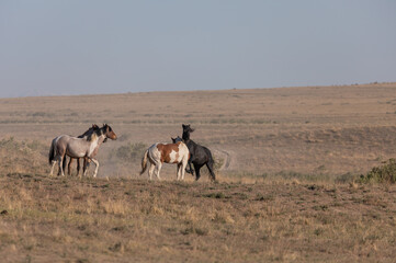 Beautiful Wild Horses in the Utah Desert