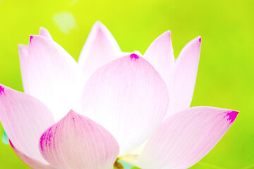Fototapeta na wymiar Lotus flower and Lotus flower plants