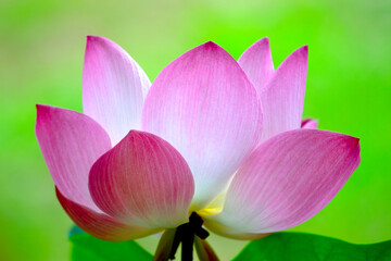 Fototapeta premium Lotus flower and Lotus flower plants