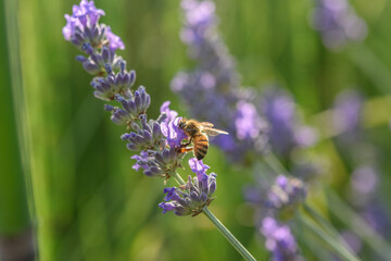 Lavender flower in a village in the French countryside