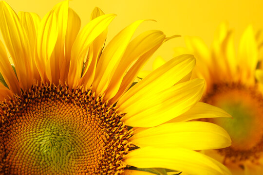 Beautiful sunflower on yellow background, close up