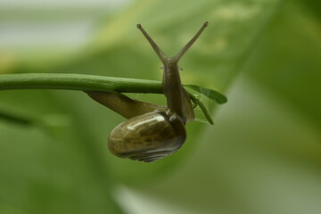 A closeup photograph of a Snail.