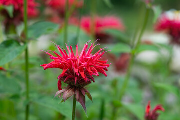 Bee Balm Flowers in Summer