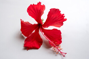 front view of red Hibiscus flower on white background