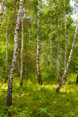 Birch forest, grove, white trunks, bright green summer foliage and grass.