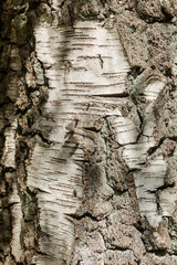birch tree, detail