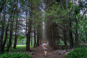 Woman walking in a pine tree alley. Beautiful and mysterious walkway lane path in forest during summer