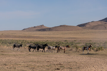Fototapeta na wymiar Beautiful Wild Horses in the Utah Desert