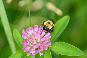 Bumblebee Feeding on Red Clover Flowers