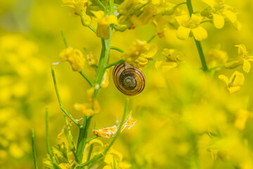 Land Snail on Winter Cress Flowers