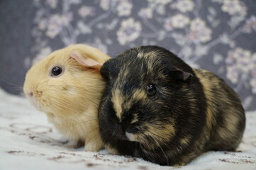 two guinea pigs