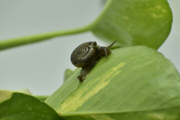 A closeup photograph of a Snail.