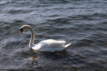 swan on lake with blue lake water in background