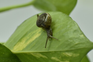 A closeup photograph of a Snail.