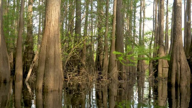 Swollen cypress tree trunks in a lake