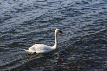 swan on lake with blue lake water in background
