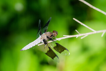 Common Whitetail Dragonfly in Springtime