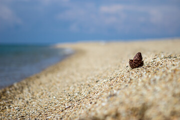 Focus on the pinecone. The cone is on the beach in the sand and behind is a beautiful blue sea and...