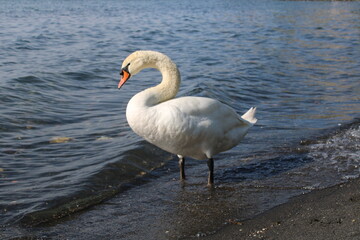 Obraz premium swan on lake with blue lake water in background