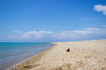 Focus on the pinecone. The cone is on the beach in the sand and behind is a beautiful blue sea and blue sky copy space.