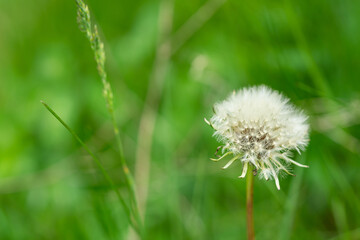 Dandelion Seed Head Opening in Springtime