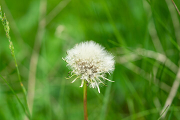 Dandelion Seed Head Opening in Springtime