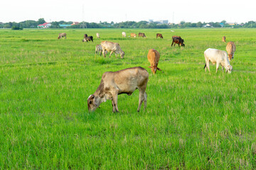 Group of cows eat the grass in the large field with cityscape background